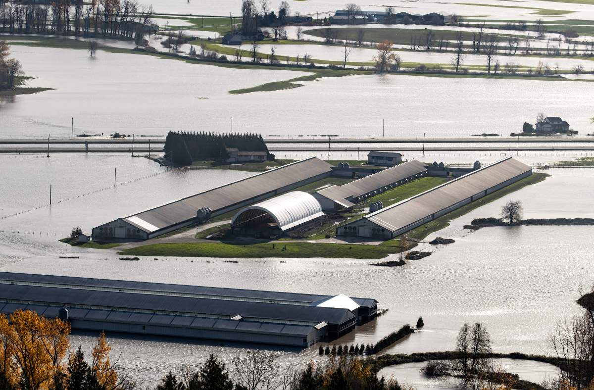 Cattle are seen on a farm surrounded by floodwaters in Abbotsford, B.C., on Wednesday, November 17, 2021.