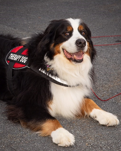 This year’s calendar is in honour of Newt, who served as a therapy dog for nine and a half years.