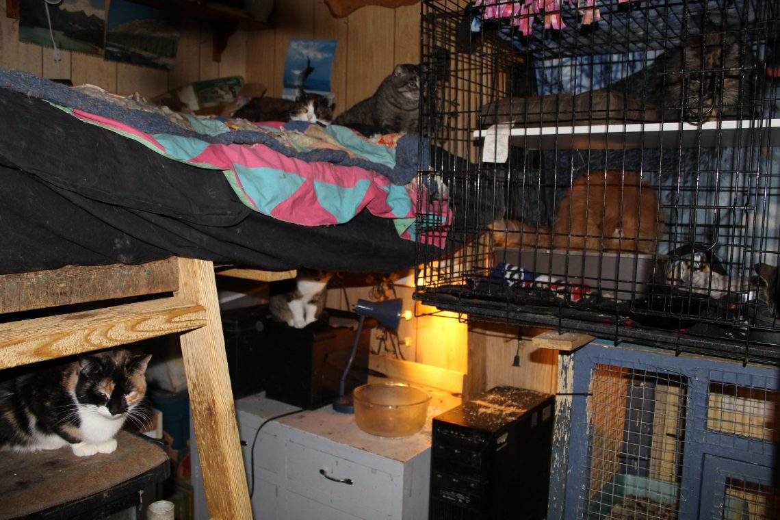Sask. woman with more than 100 cats in home-based shelter guilty of putting animals in distress