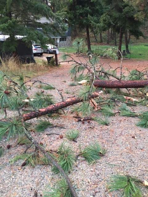 A tree blown over by Monday afternoon’s storm in the Clifton Road area.