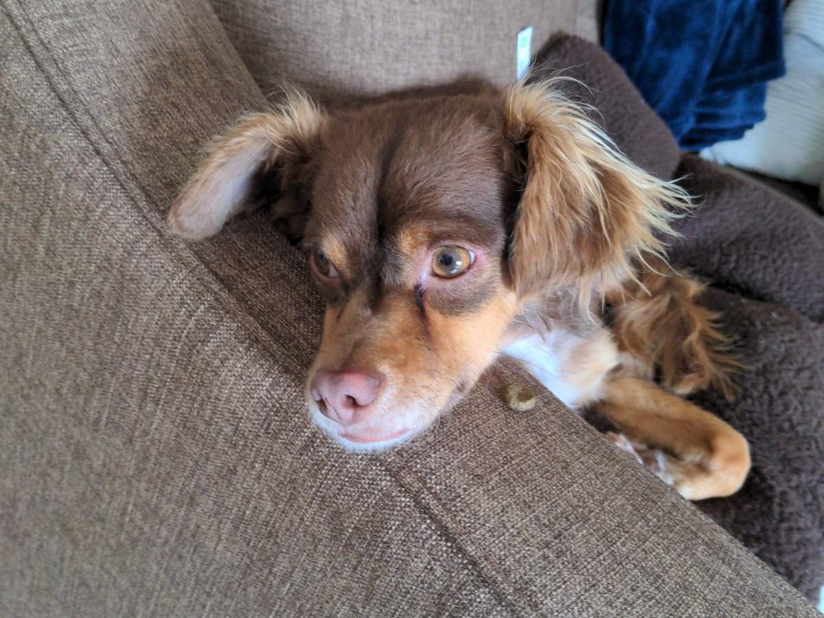 A Penticton resident said she was in tears after some people rescued her dog on Thursday, nearly a week after it gone missing on Saturday.