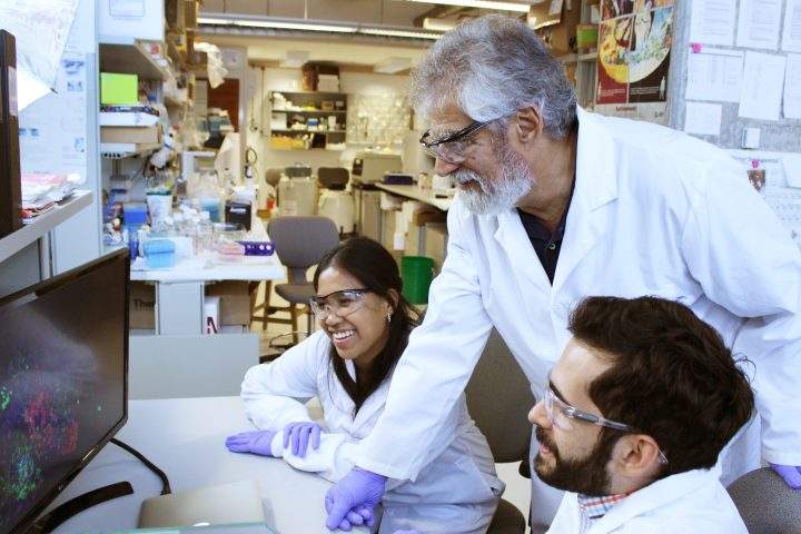 Dr. Michael Sefton and his team are researching a cell-based therapy to treat Type 1 diabetes
