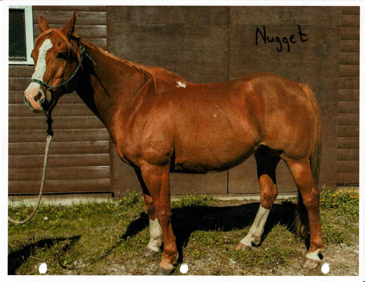 Nugget the Parks Canada horse. 