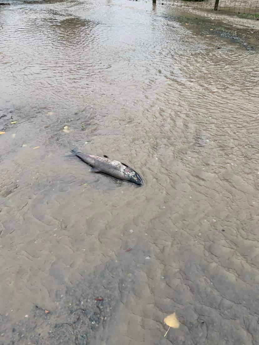 In Surrey, a salmon got lost and ended up swimming along the roadway before running out of water.