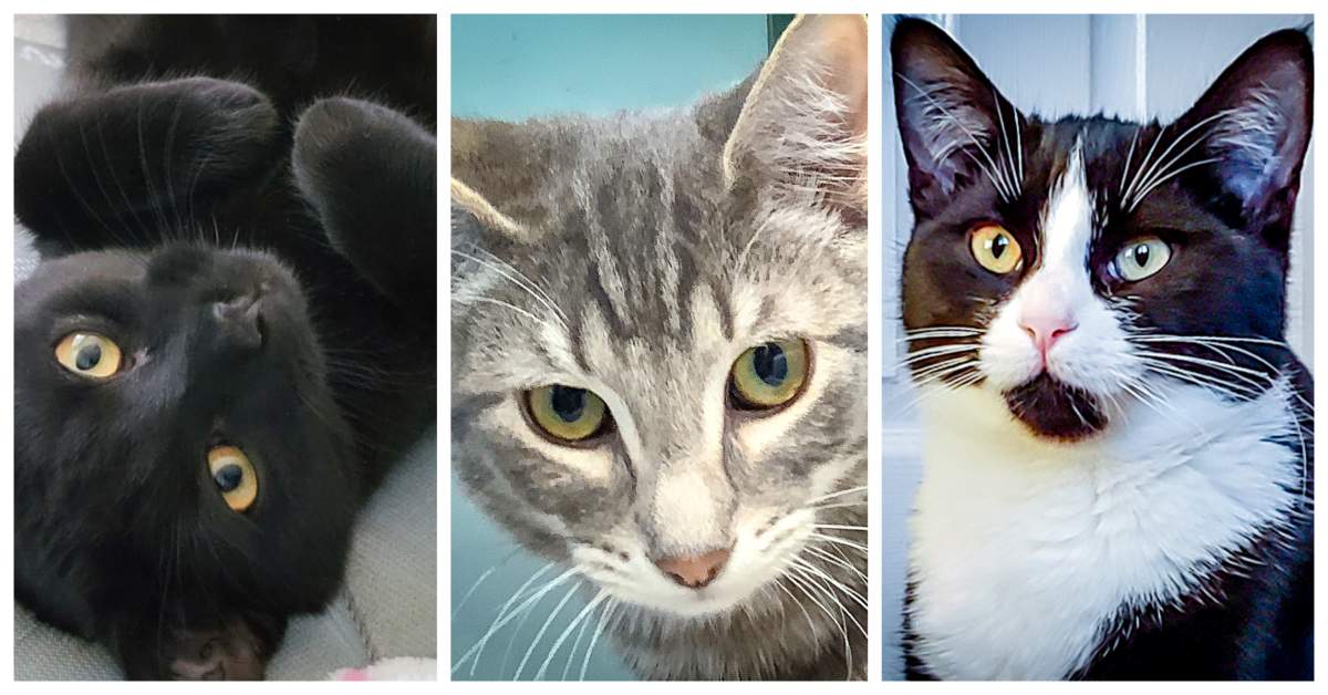 Adoptable cats at the Animal Rescue Foundation of Alberta.