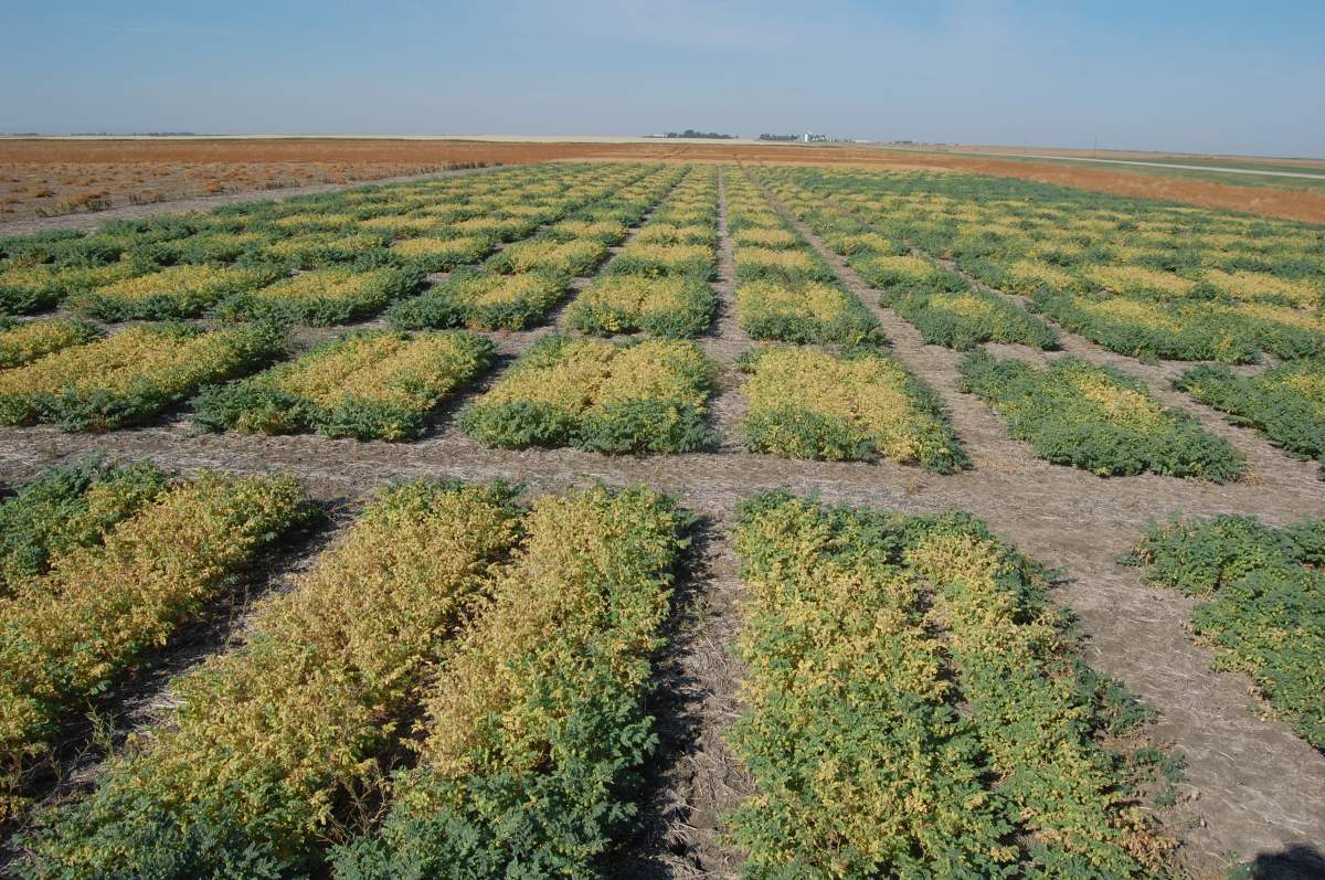 Two researchers from the University of Saskatchewan were part of an international study on chickpeas as there are very little research done on the food legume.