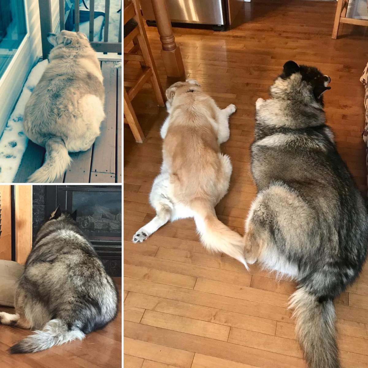 Pam Heggie’s dogs Kai and Woody at her home in Edmonton, Alta. in December 2021.