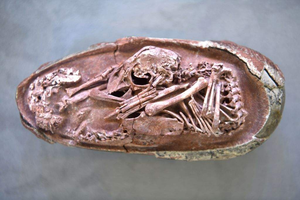 The fossilized oviraptorosaur egg with embryo 'Baby Yingliang' is pictured during a press conference on December 22, 2021 in Fuzhou, Fujian Province of China.