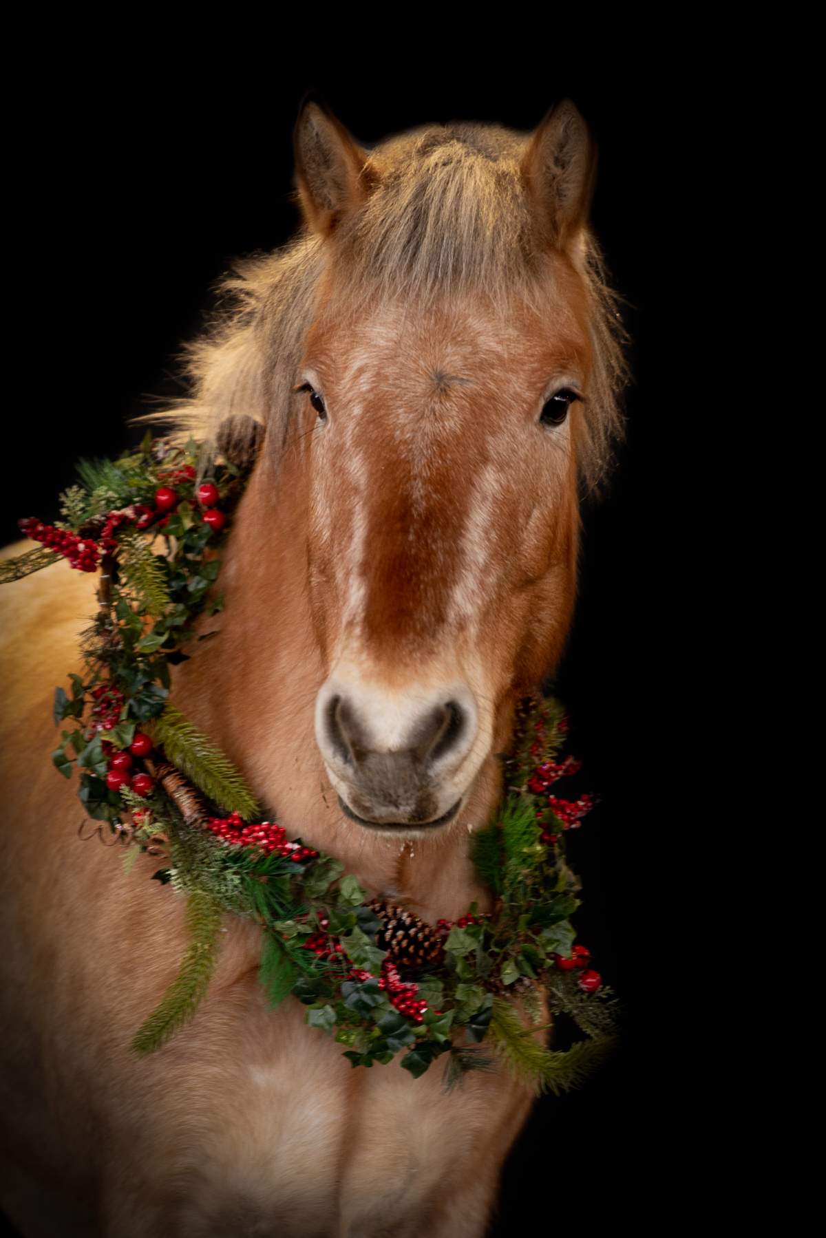 Jack and Jill are beloved members of the Valaurie Wettstein’s family, and a reward is being offered for their safe return.