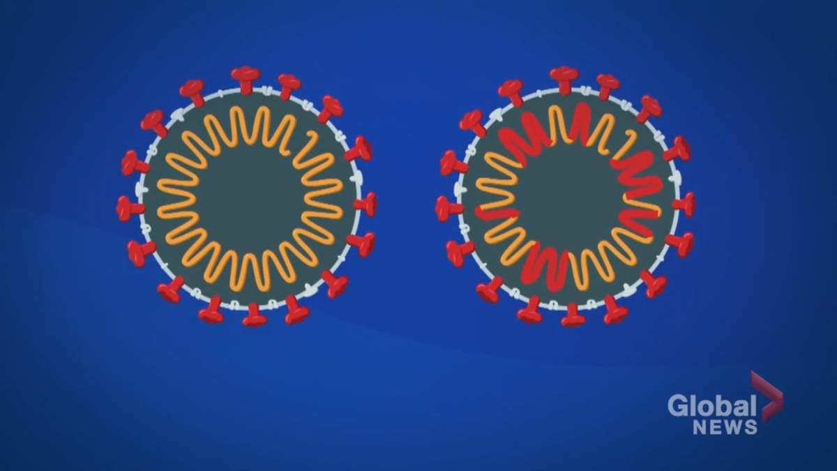 Viruses make ‘copying errors,’ or mutations, when replicating that could make them more or less transmissible.