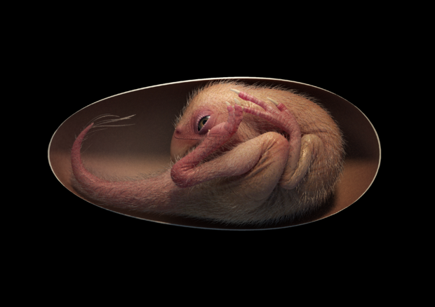 A reconstruction of Baby Yingliang, an oviraptorid dinosaur embryo laid at least 66 million years ago in what is now China.
