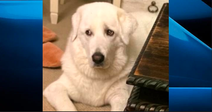 A one-and-a-half year old white sheepdog named Deeks was a passenger in the car. Police say he was frightened and fled the scene. He had a collar but no tags. .