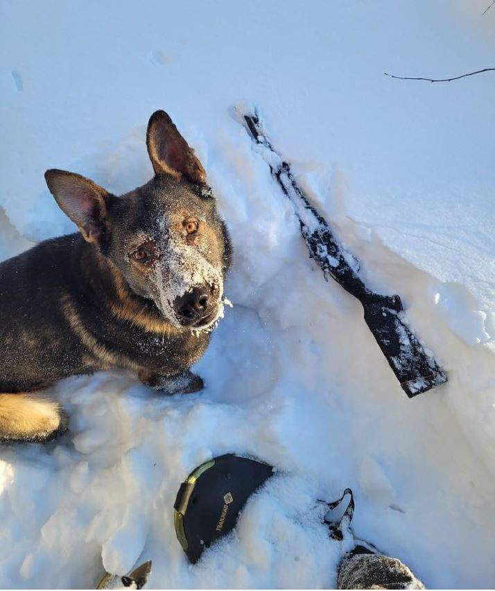 Police Service Dog Linkin with a recovered firearm.