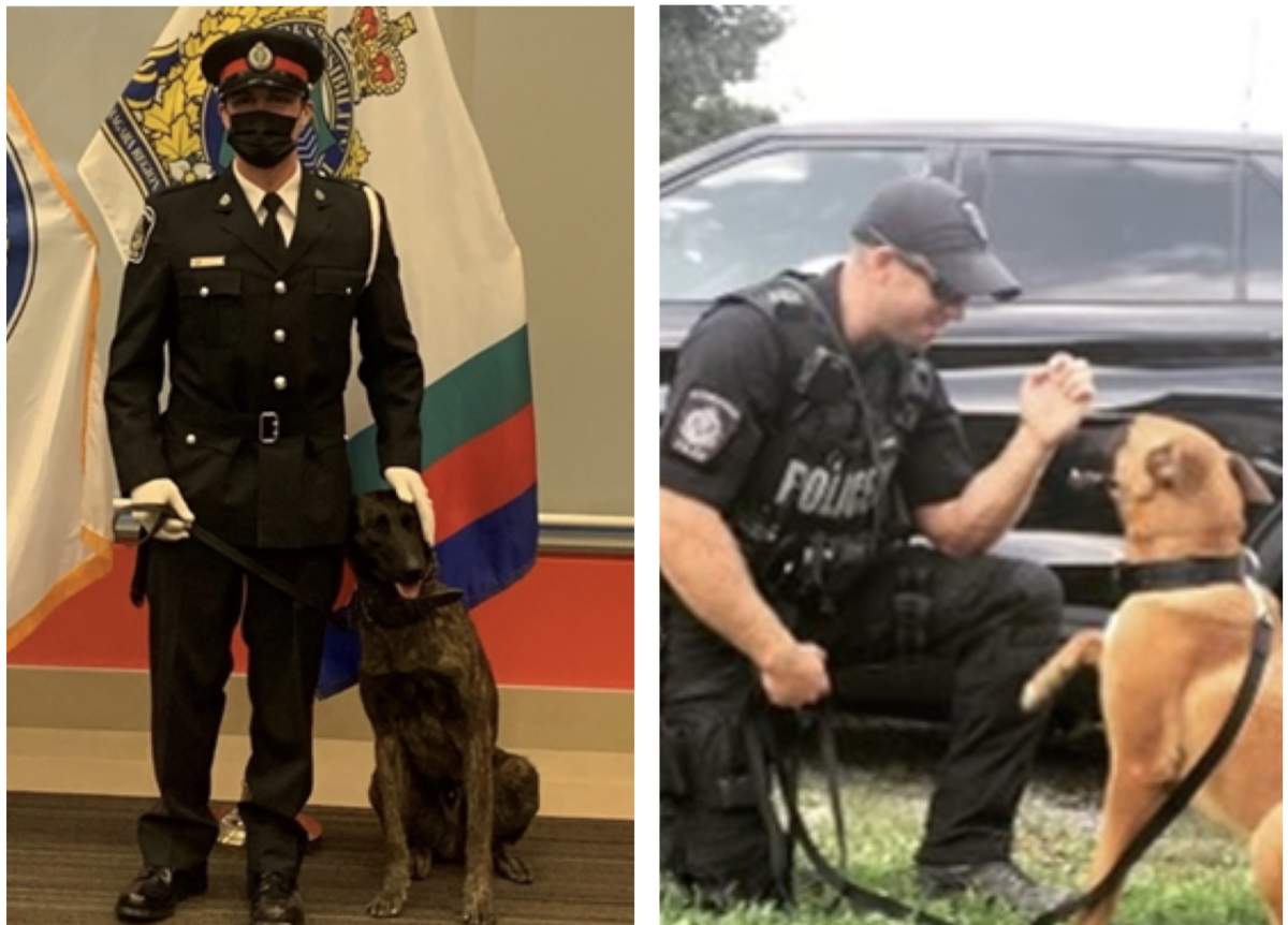 The Peterborough Police Service has two now canine officers. PSD Gryphon, left and Mag.