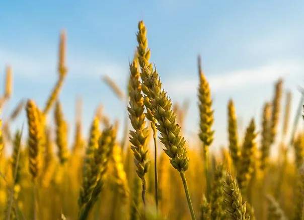 The company has developed a process for turning agricultural residues, like wheat straw with no former end use, into high-quality cellulose pulp, which can be used in recyclable consumer products like packaging, moulded cups and plates, tissues and towels, and printing and writing paper.