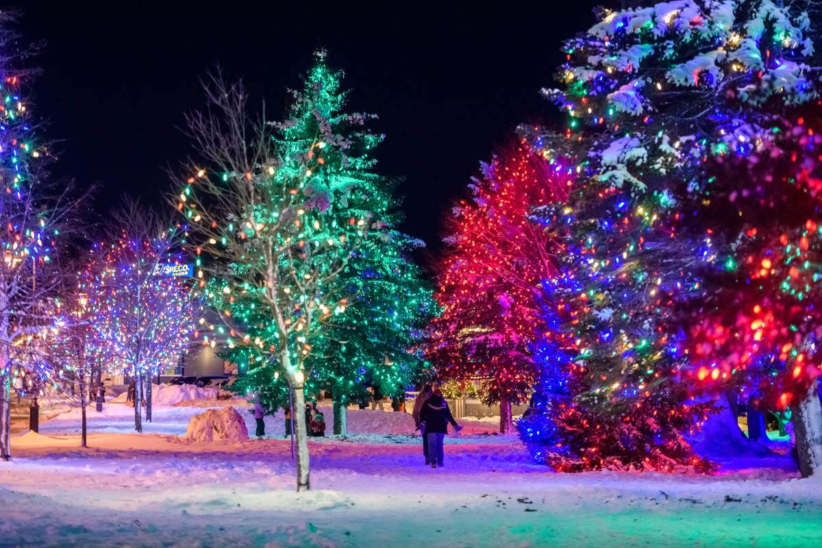 Lights covering trees in Riverview, N.B. 
