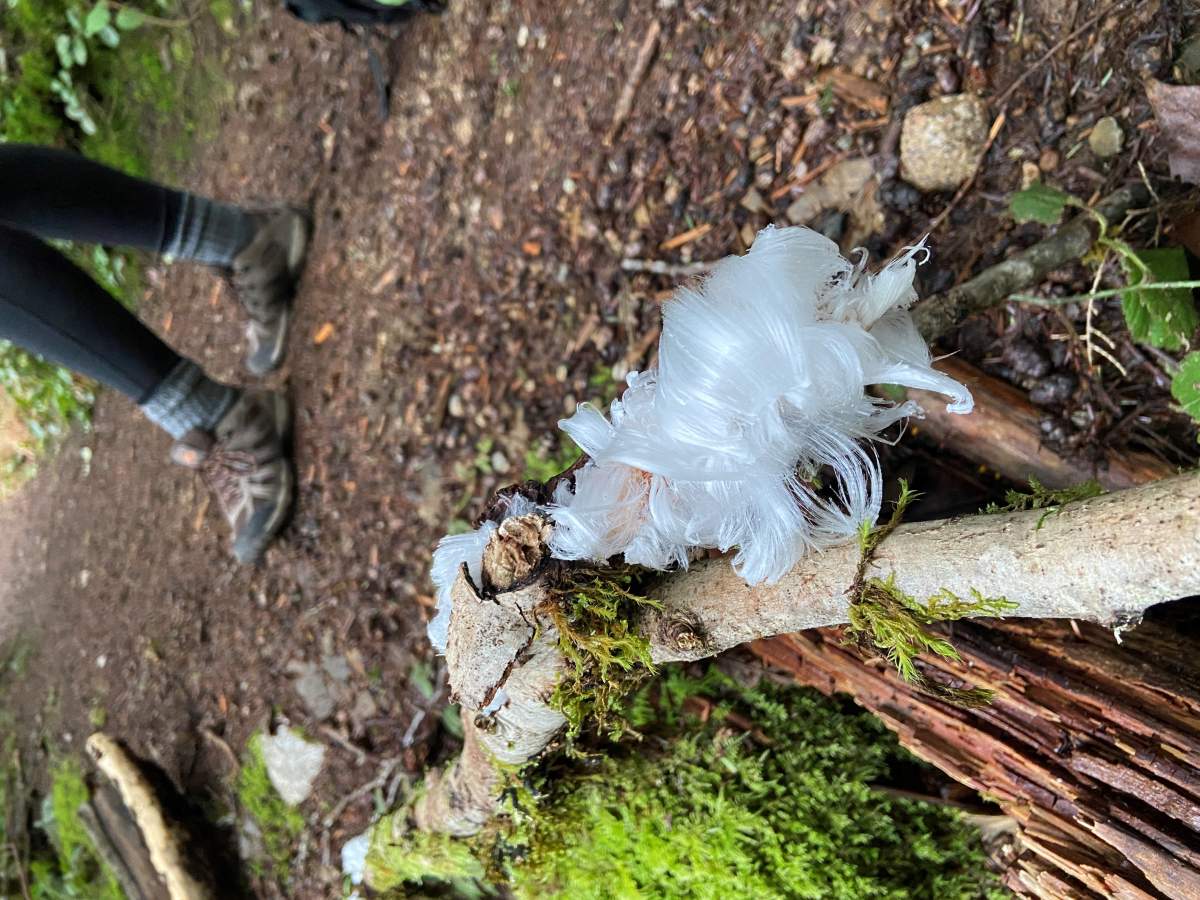 Frost Flowers