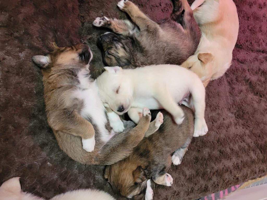 A litter of puppies being cared for by Zoe’s Animal Rescue executive director Kath Oltsher in January 2022.