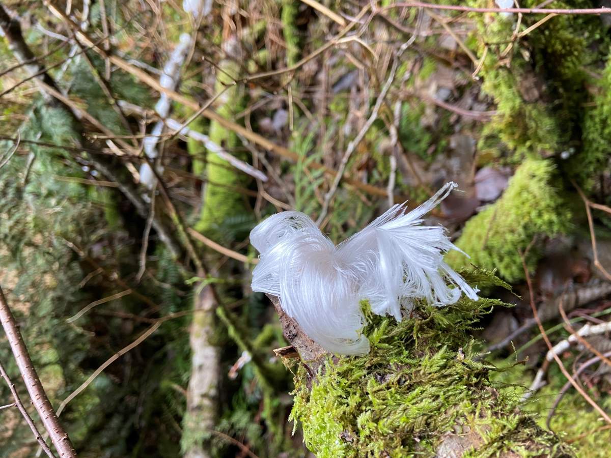 Frost Flowers