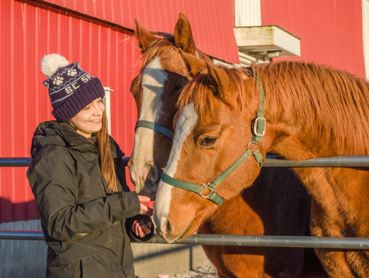 A staff member stands next to a pair of horses at the BC SPCA Surrey Good Shepherd Barn in Surrey, B.C. in November 2016. The BC SPCA announced on Jan. 31, 2022 that it had assisted a record number of animals across the province in 2021.