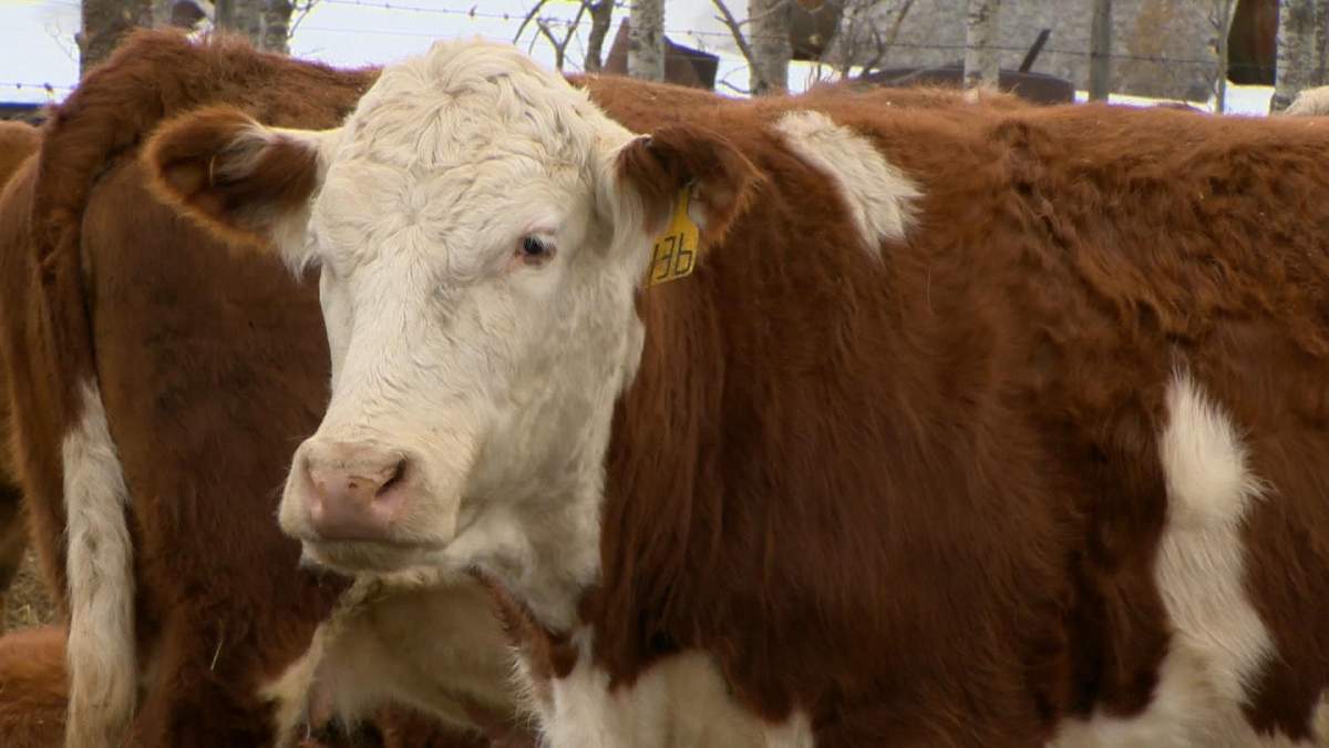 Cattle feed prices jump from domino effect of the province-wide drought Saskatchewan producers endured in 2021.