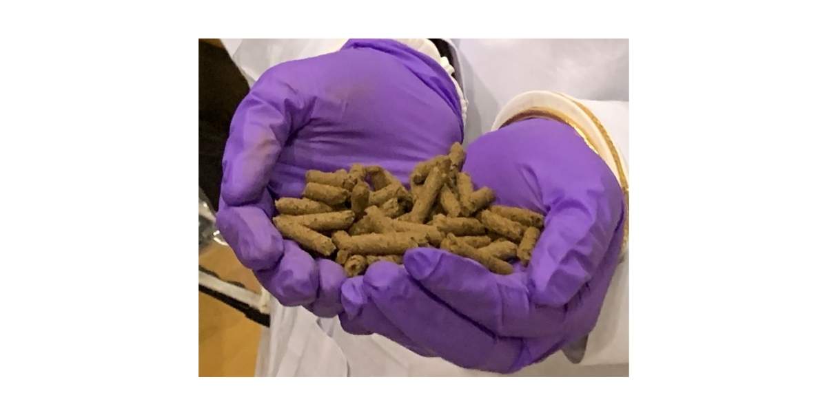 A handful of canola meal pellets.