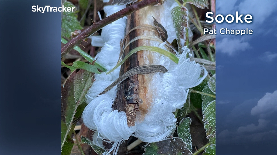 Frost Flowers