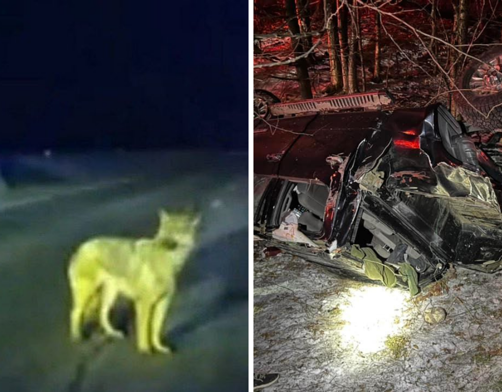 Tinsley's owner was one of two men injured in a truck crash, New Hampshire State Police said.