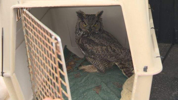 owl rescued from netting