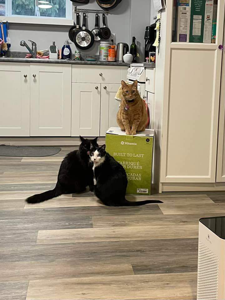 The three cats and the coveted Vitamix box.