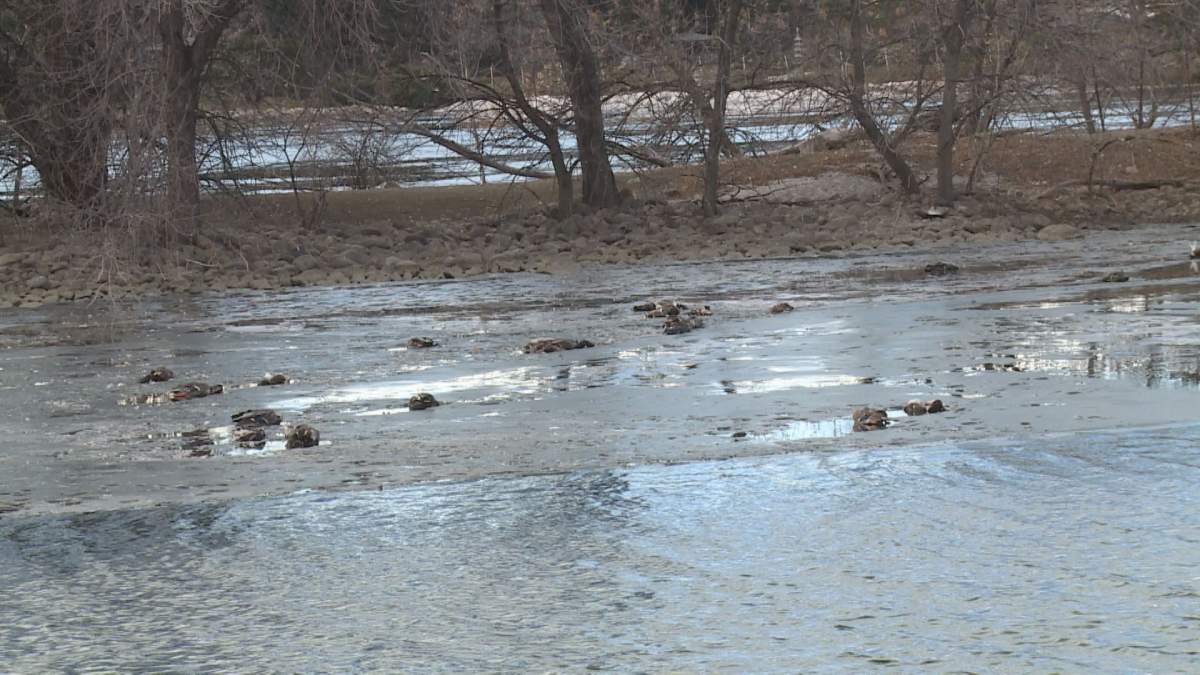 The City of Lethbridge estimates 50 to 70 waterfowl died in a recent mortality event. 
