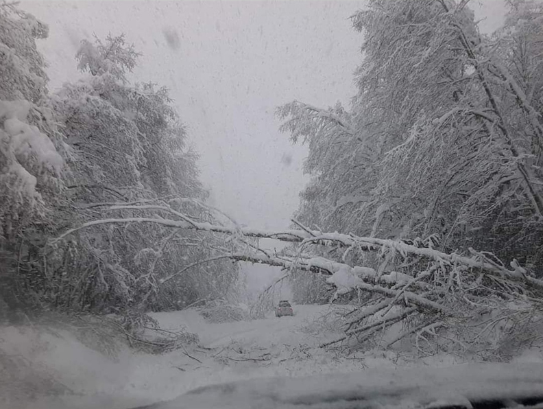 Downed trees outside of Woss, near Tahsis on Vancouver Island. 