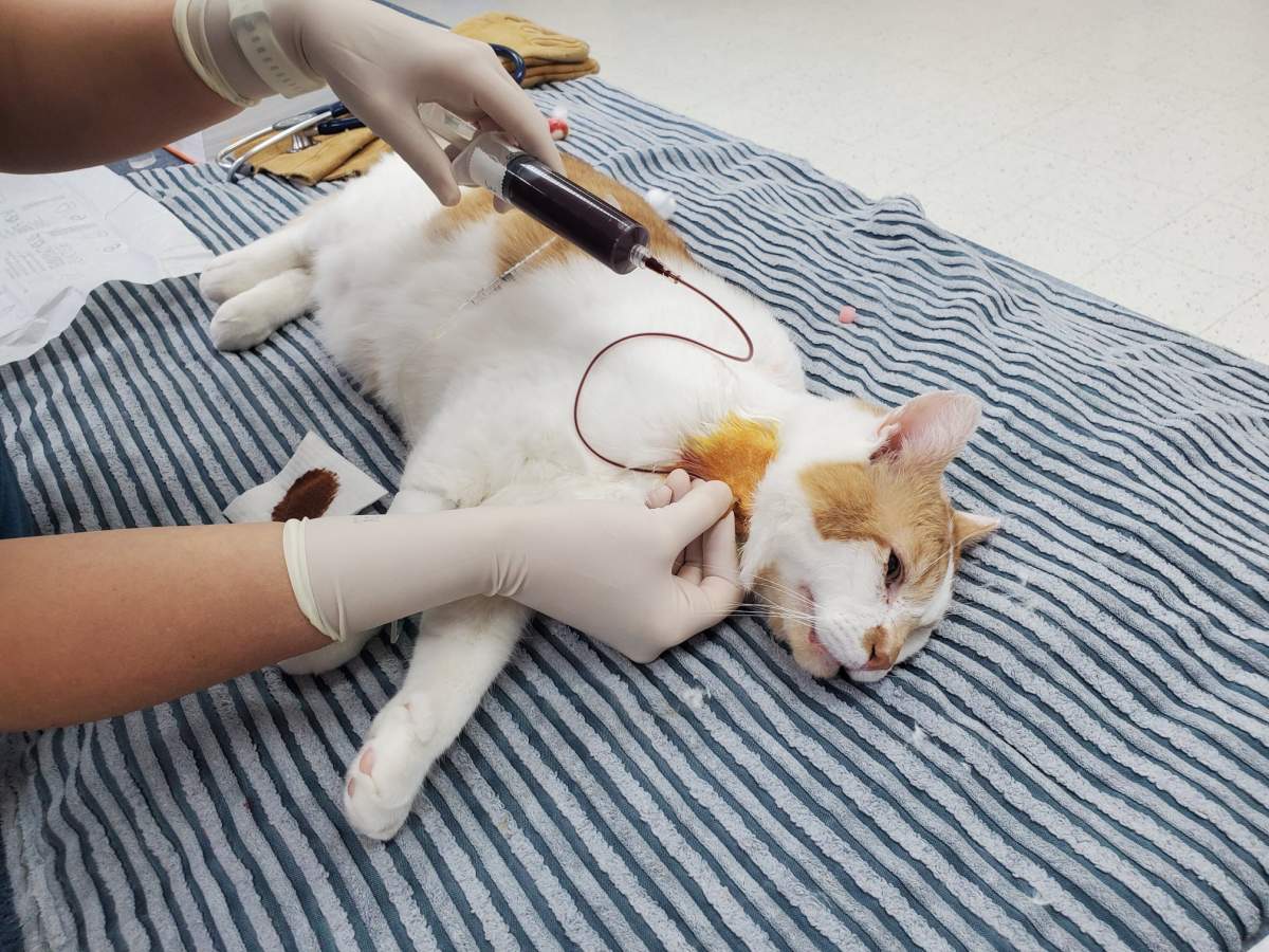 Smuckers, a white and orange cat from the Fredericton SPCA, had the same blood type as the bobcat.
