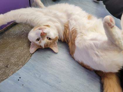 Smuckers has now been adopted into a loving home.