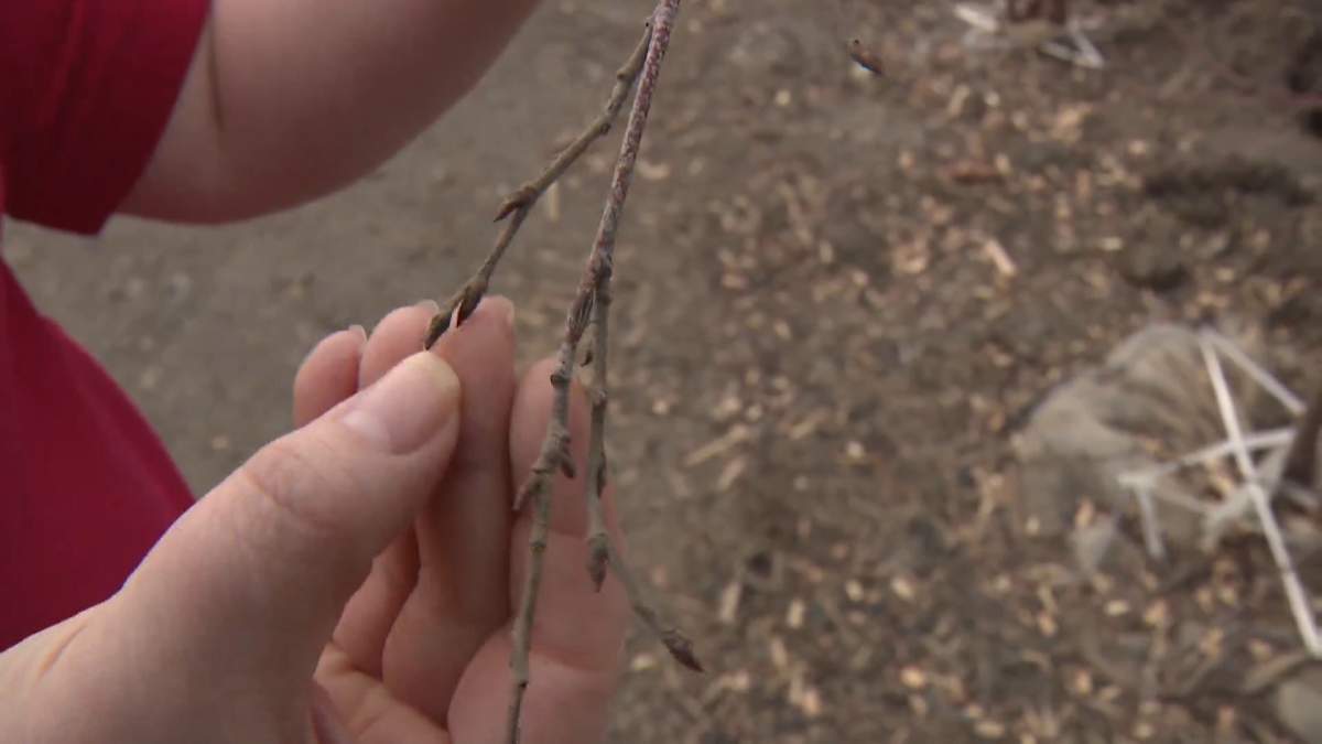 Lisa Silva with Blue Grass Garden Centre shows trees in their nursery beginning to bud. Jan. 28, 2022.