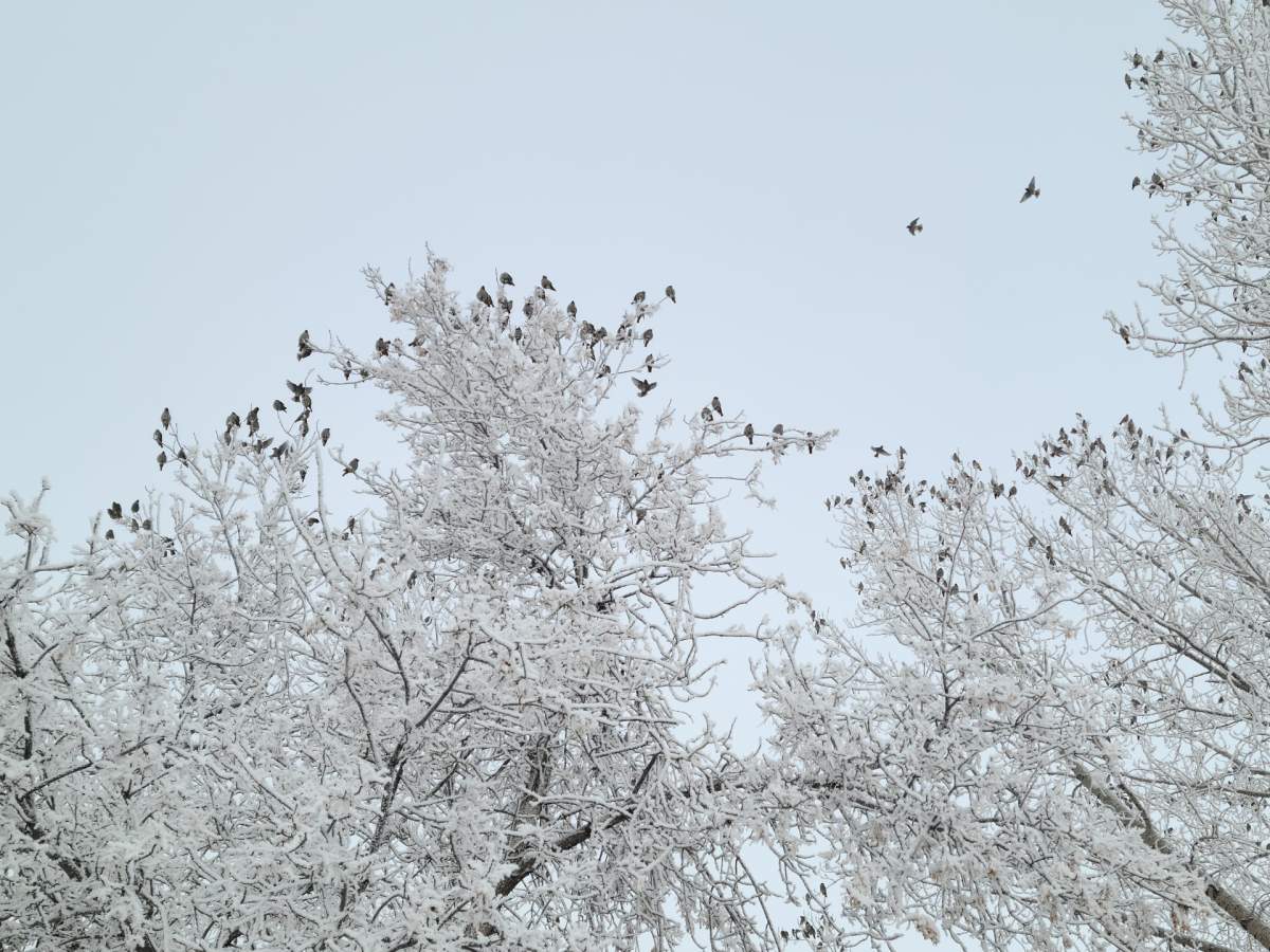 The Feb. 28 Your Saskatchewan photo of the day of cedar waxwings in Saskatoon was taken by Clayton Henderson.