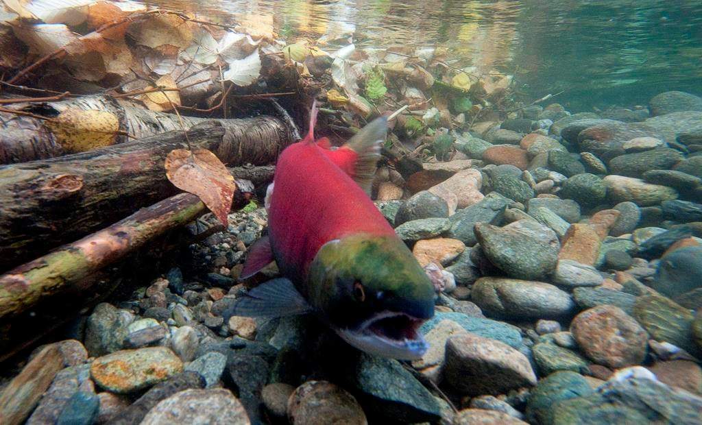 A spawning sockeye salmon is seen making its way up the Adams River in Roderick Haig-Brown Provincial Park near Chase, B.C., Tuesday, Oct. 4, 2011. The British Columbia government says a proposed copper and gold mine on a First Nation's territory will not be given an environmental assessment certificate, citing potential risks to water quality and fish. THE CANADIAN PRESS/Jonathan Hayward.