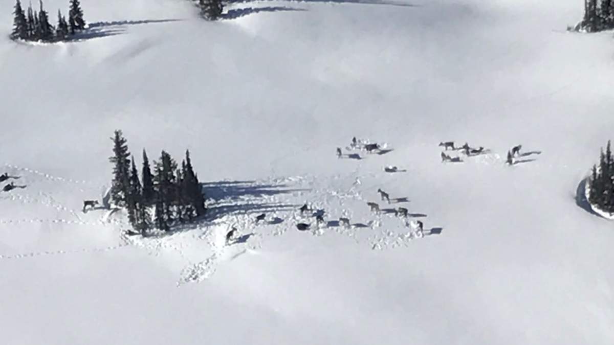 An aerial photo from the B.C. Conservation Officer Service of the mountain caribou herd.