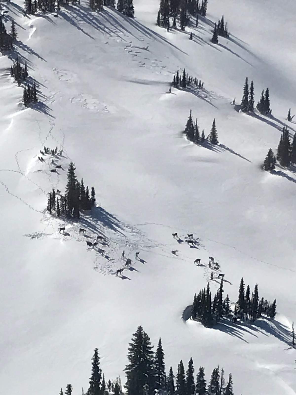 One of two photos that the B.C. Conservation Officer Service posted to its Facebook page of the mountain caribou herd near Revelstoke.