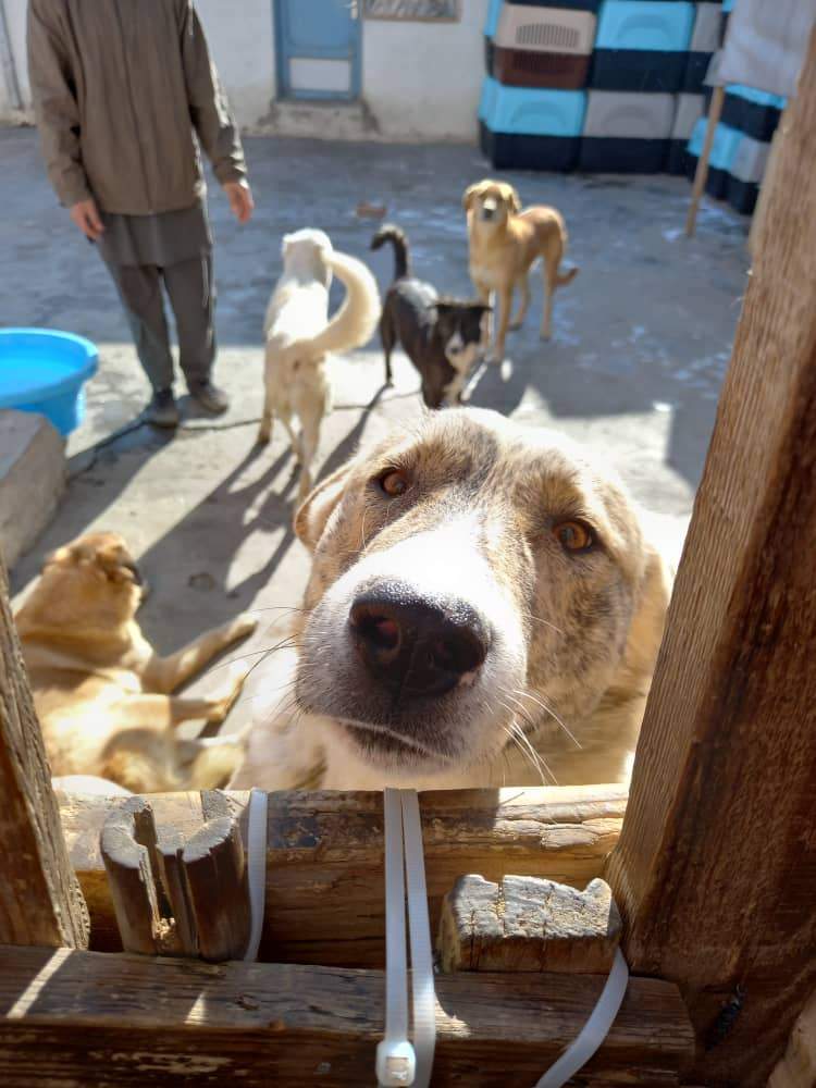 Kabul Small Animal Rescue
