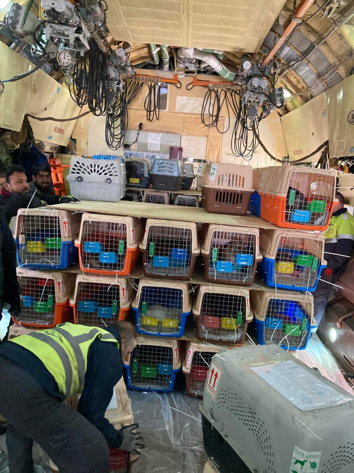 Afghan animal rescue