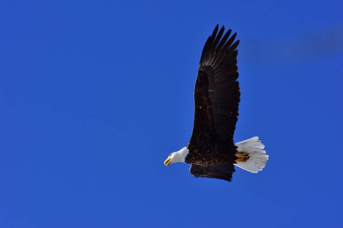 Your Saskatchewan Robert Green Eagle