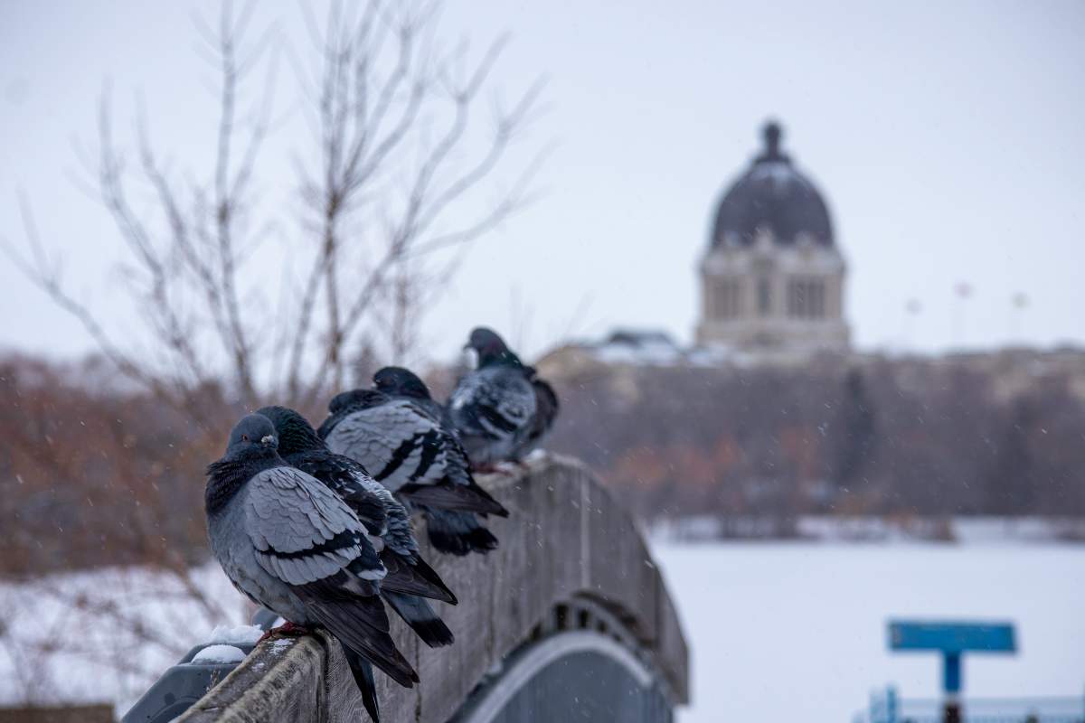 Your Saskatchewan Cathy Wall Feb 2