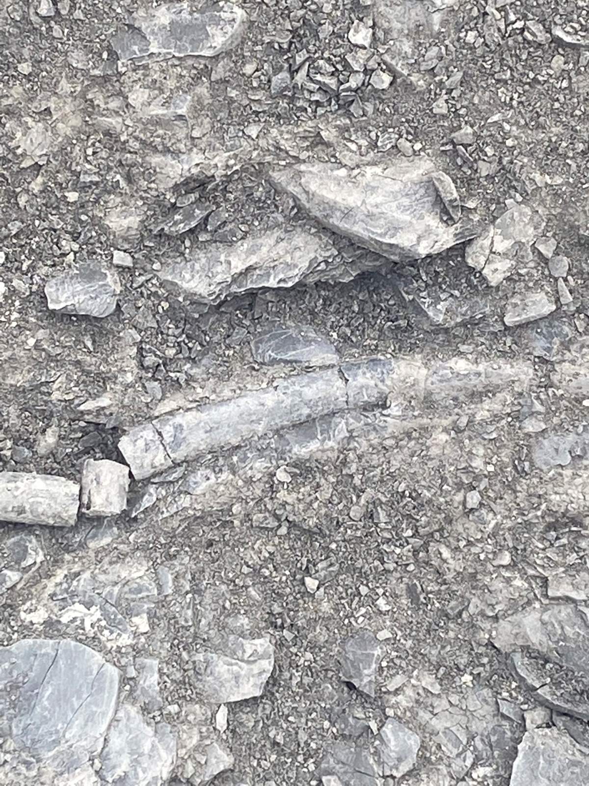 A mosasaur fossil was discovered at an ammonite mine south of Lethbridge, Alta., in January 2022.