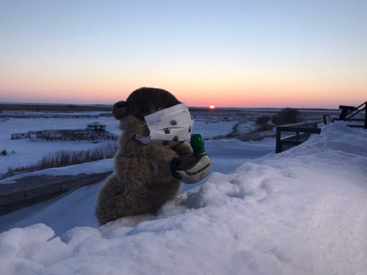 Manitoba Merv, the province's furry forecaster.
