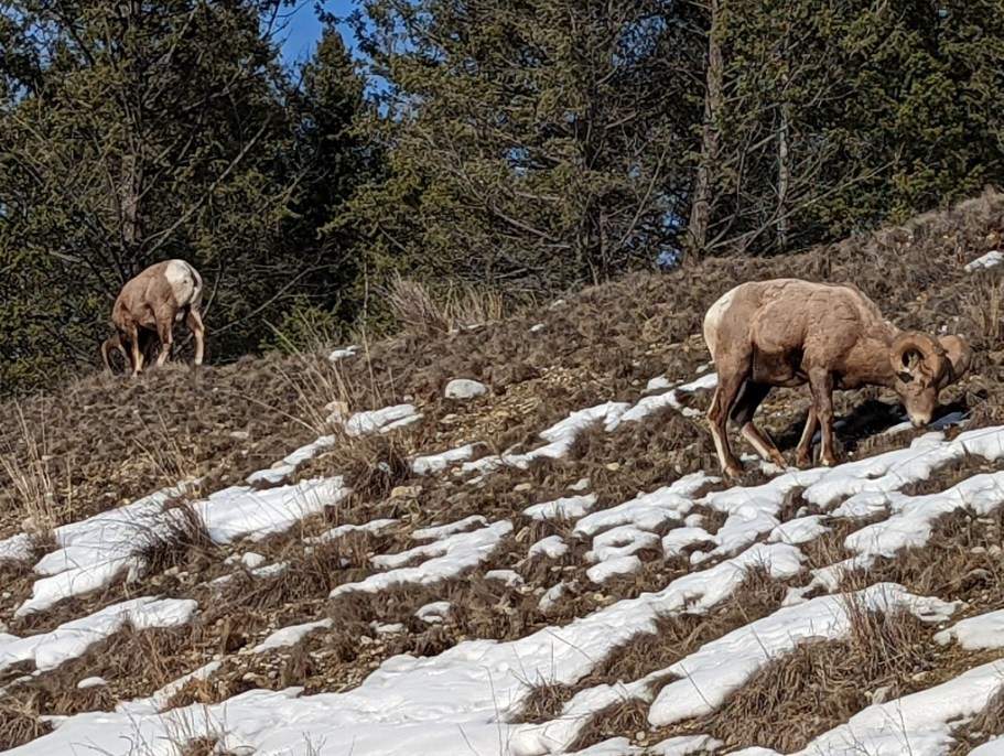 Bighorn sheep near Radium Hot Springs