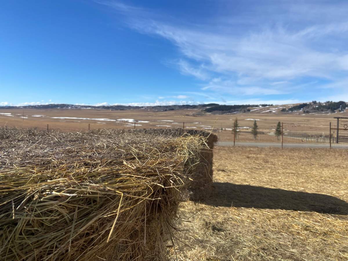 Alberta hay