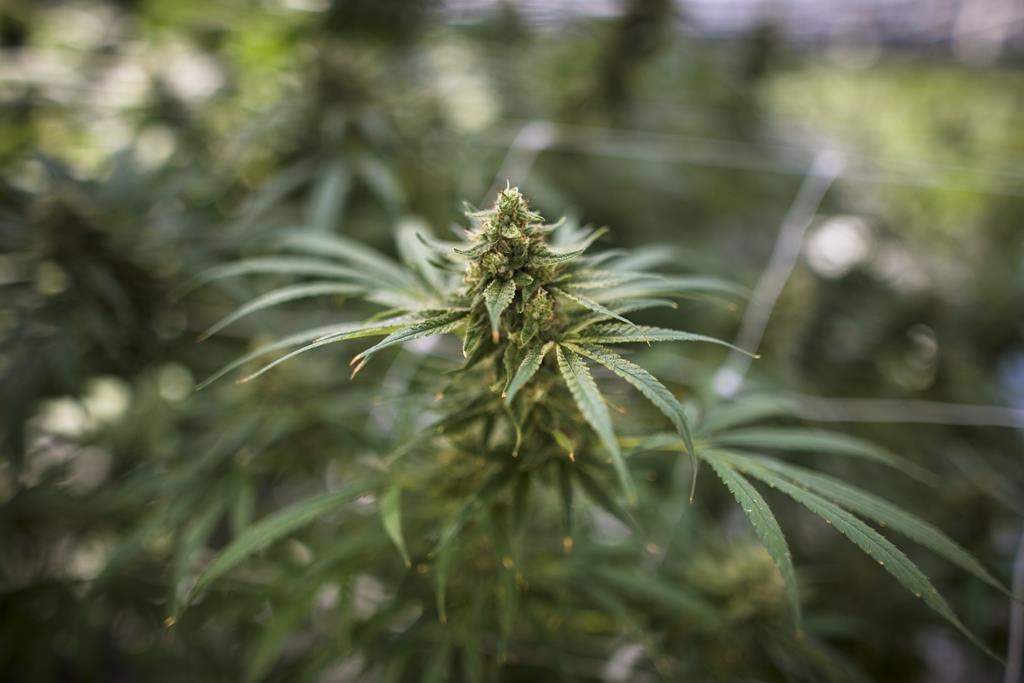cannabis