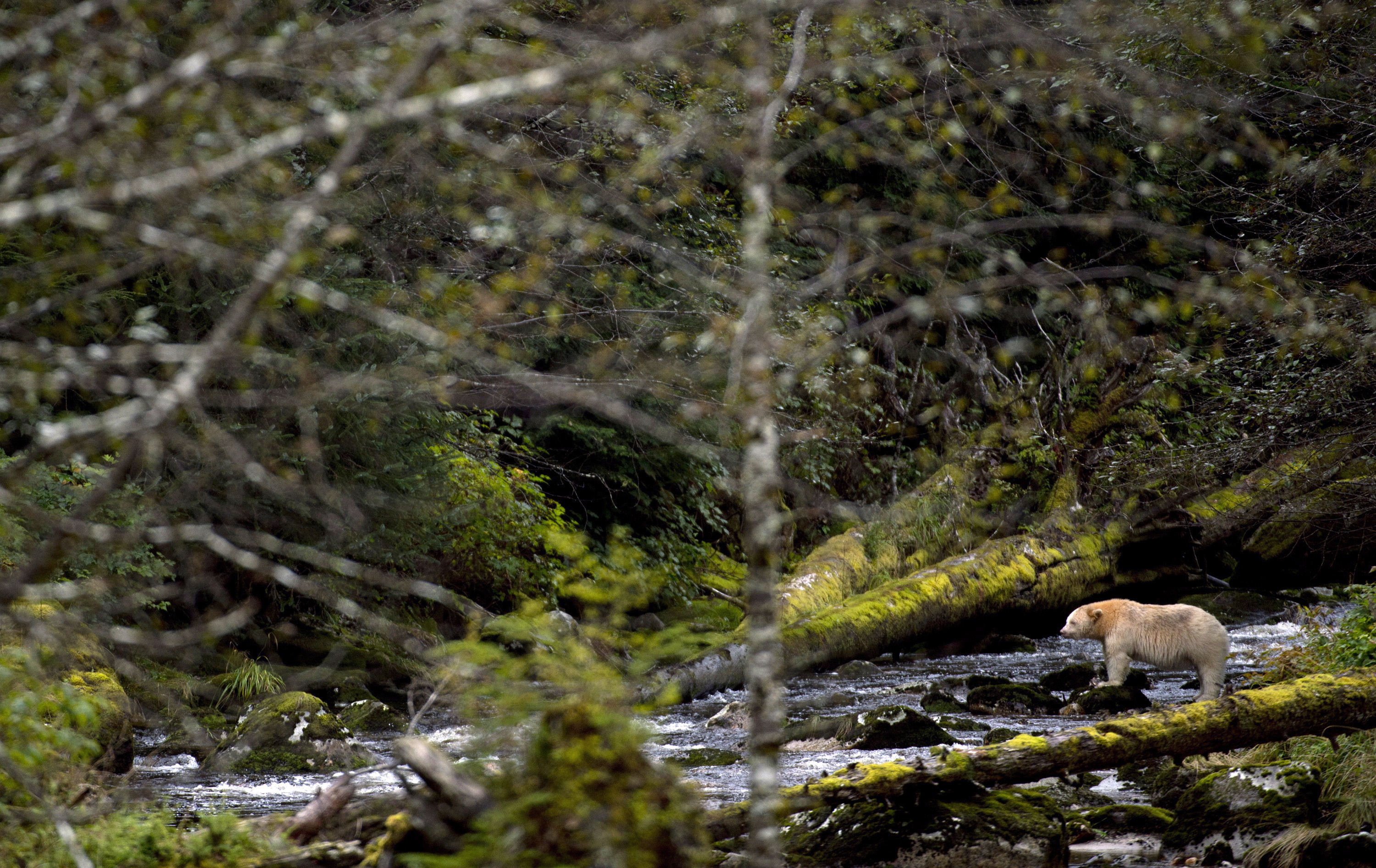 A Kermode bear, better know as the Spirit Bear is seen fishing in the Riordan River on Gribbell Island in the Great Bear Rainforest, B.C.