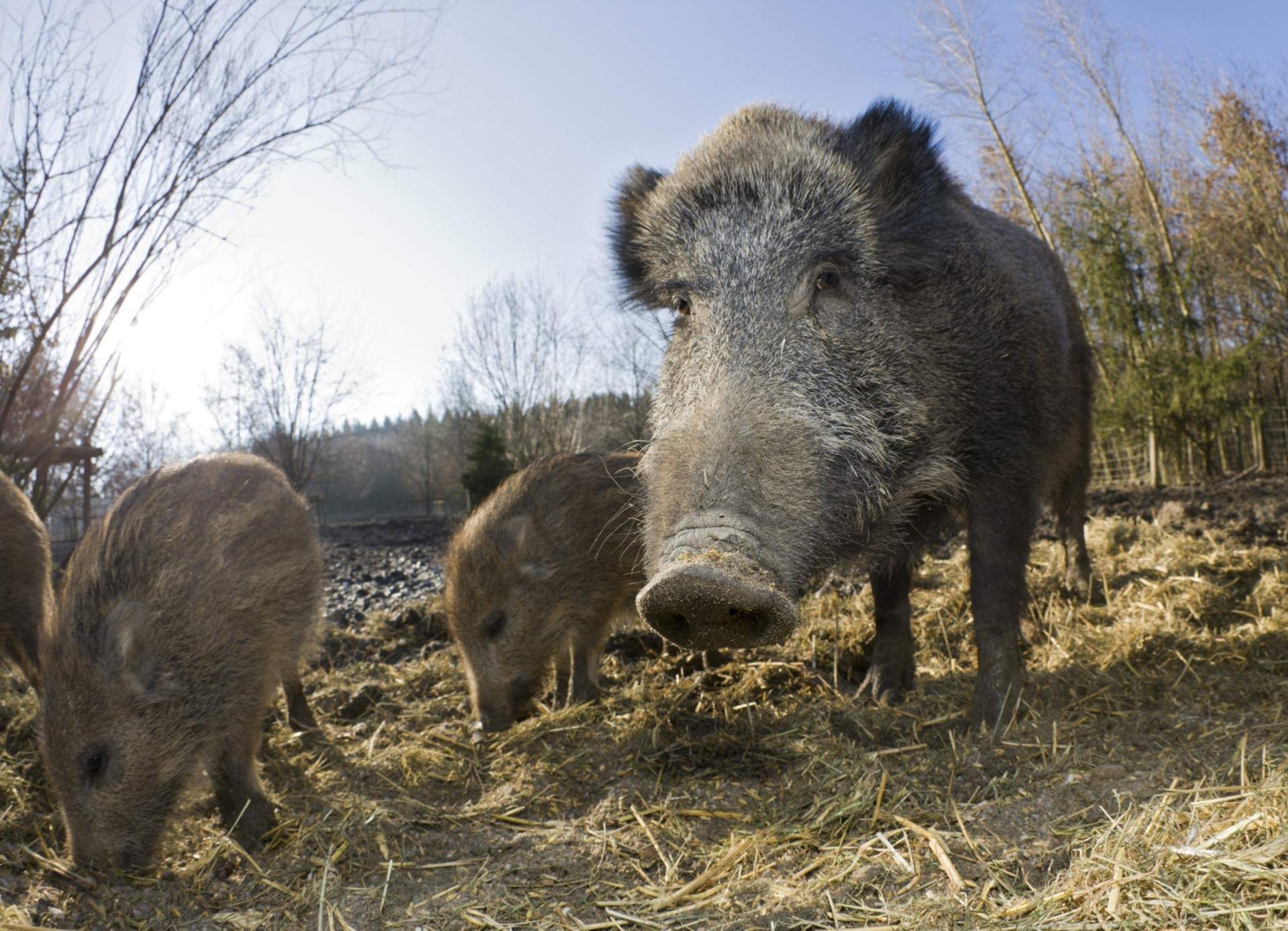 Millions of wild pigs are eating and destroying their way through Canada and the United States, causing billions in crop and ecological damage every year.
